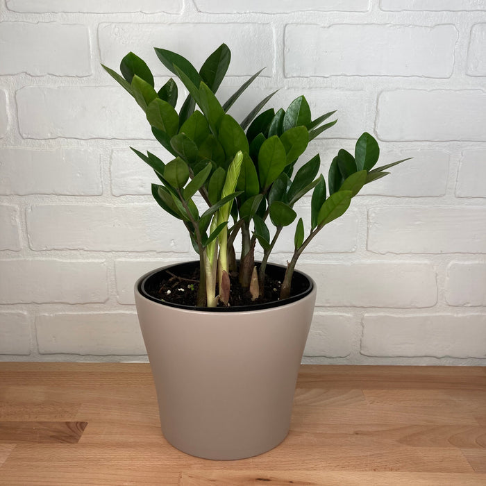 Zamioculcas - 6in -  LB