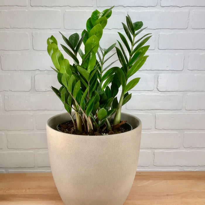 Zamioculcas zamiifolia - 8in - LB
